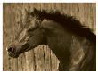 Bayhorse by Robert Dawson Limited Edition Print