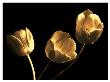 Tulip Trio by Ilona Wellmann Limited Edition Print