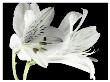 Lily I by Dianne Poinski Limited Edition Print