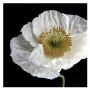 Iceland Poppy by Alicia Bock Limited Edition Print