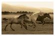 Horse Trio by Robert Dawson Limited Edition Print