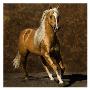 Golden Boy I by Robert Dawson Limited Edition Print