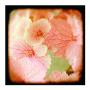 Hydrangea Ii by Alicia Bock Limited Edition Print