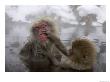 Snow Monkeys (Macaca Fuscata) Bathing In Natural Hot Springs by Roy Toft Limited Edition Print