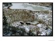 Aerial Of A Male And Female Moose Walking Through A Snowy Wetland by Norbert Rosing Limited Edition Print