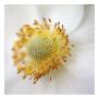 Iceland Poppy I by Alicia Bock Limited Edition Print