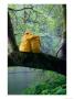 Couple Sitting On A Branch In A Rainforest During A Storm, Canada by Philip Smith Limited Edition Pricing Art Print