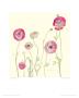 Pink Persian Buttercups by Carol Matyia Ross Limited Edition Print