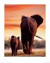 Elephant Cow With Calf by Tim Davis Limited Edition Print