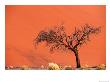 Acacia Tree In Front Of Dune, Sossusvlei, Namibia by Andrew Parkinson Limited Edition Print