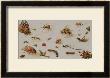 A Study Of Insects by Jan Brueghel The Younger Limited Edition Print