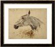 Testo Di Cavallo by Henri De Toulouse-Lautrec Limited Edition Print