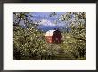 Red Barn In Pear Orchard, Mt. Hood, Hood River County, Oregon, Usa by Julie Eggers Limited Edition Print