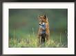 Red Fox by Joel Sartore Limited Edition Print