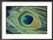 A Close-Up Of A Peacock Feather by Todd Gipstein Limited Edition Print