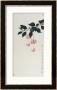 Chinese Hibiscuses by Hsi-Tsun Chang Limited Edition Print