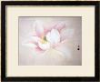 Lotus by Minrong Wu Limited Edition Print