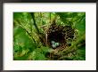 Bird Nest With Eggs by James P. Blair Limited Edition Pricing Art Print