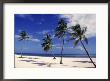 Palm Trees On Beach, Key West, Fl by Rick Bostick Limited Edition Pricing Art Print