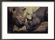A Pair Of Black Rhinoceroses Graze by Jodi Cobb Limited Edition Print