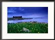 Flag Iris In Bloom At Rue Point Near Ruins Of Coastguard Station, Rathin Island, Northern Ireland by Gareth Mccormack Limited Edition Print