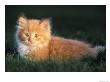 Kitten In The Grass by Fogstock Llc Limited Edition Print