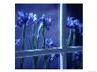 Irises Seen Through A Rainy Window by Fogstock Llc Limited Edition Print