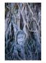Buddha Statue In Tree At Ayuthaya Historical Park, Ayuthaya Historical Park, Thailand by Ryan Fox Limited Edition Pricing Art Print