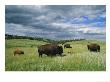Bison And Their Calves Graze In Custer State Park by Annie Griffiths Belt Limited Edition Print