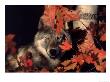 Gray Wolf Peeks Through Leaves, Canis Lupus by Lynn M. Stone Limited Edition Print