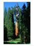 General Grant Tree In Grant Grove, Kings Canyon National Park, Usa by John Elk Iii Limited Edition Print