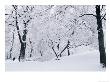 Central Park Covered In Snow, Nyc by Shmuel Thaler Limited Edition Pricing Art Print