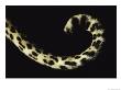 Close View Of A Leopards Curled Tail by Kim Wolhuter Limited Edition Pricing Art Print