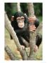 Baby Chimpanzee Resting In Tree by Richard Stacks Limited Edition Print