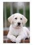 8-Week-Old Yellow Labrador Retriever Puppy by Aneal Vohra Limited Edition Pricing Art Print