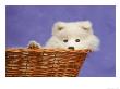 Ten Week Old Samoyed Puppy by Frank Siteman Limited Edition Print