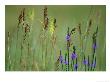 Prairie Grasses And Prairie Flowers by Annie Griffiths Belt Limited Edition Pricing Art Print