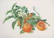 Oranges And Blooms by Carlos Von Riefel Limited Edition Pricing Art Print