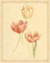 Tulip Study Ii by Danhui Nai Limited Edition Print