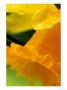 Narcissus (Daffodil), Close-Up Of Yellow Flower With Water Drops by Susie Mccaffrey Limited Edition Pricing Art Print