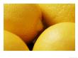 Lemon by Susie Mccaffrey Limited Edition Pricing Art Print