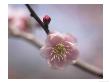 Pink Prunus Mume (Japanese Apricot) In March Kyoto, Japan by Frank Leather Limited Edition Print