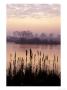 Bullrushes by John Beedle Limited Edition Print