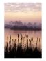 Bullrushes by John Beedle Limited Edition Pricing Art Print