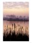 Bullrushes by John Beedle Limited Edition Pricing Art Print