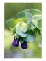 Cerinthe Major (Purpurescens), Close-Up Of Hanging Purple Flowers by Mark Bolton Limited Edition Pricing Art Print