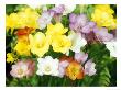 Freesia, Mixed Colours by Michele Lamontagne Limited Edition Print