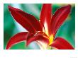 Hemerocallis Holly Dancer, Close-Up Of Red Flower Head by Lynn Keddie Limited Edition Pricing Art Print