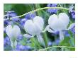 Dicentra Spectabilis Alba And Myosotis Sylvatica (Bleeding Hearts And Forget Me Not), White Flower by Michael Davis Limited Edition Print