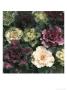 Ornamental Cabbage, Mixed Autumn And Winter by Michele Lamontagne Limited Edition Print